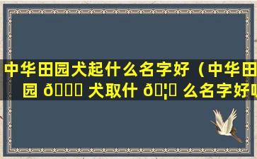 中华田园犬起什么名字好（中华田园 🐒 犬取什 🦄 么名字好听又吉祥）